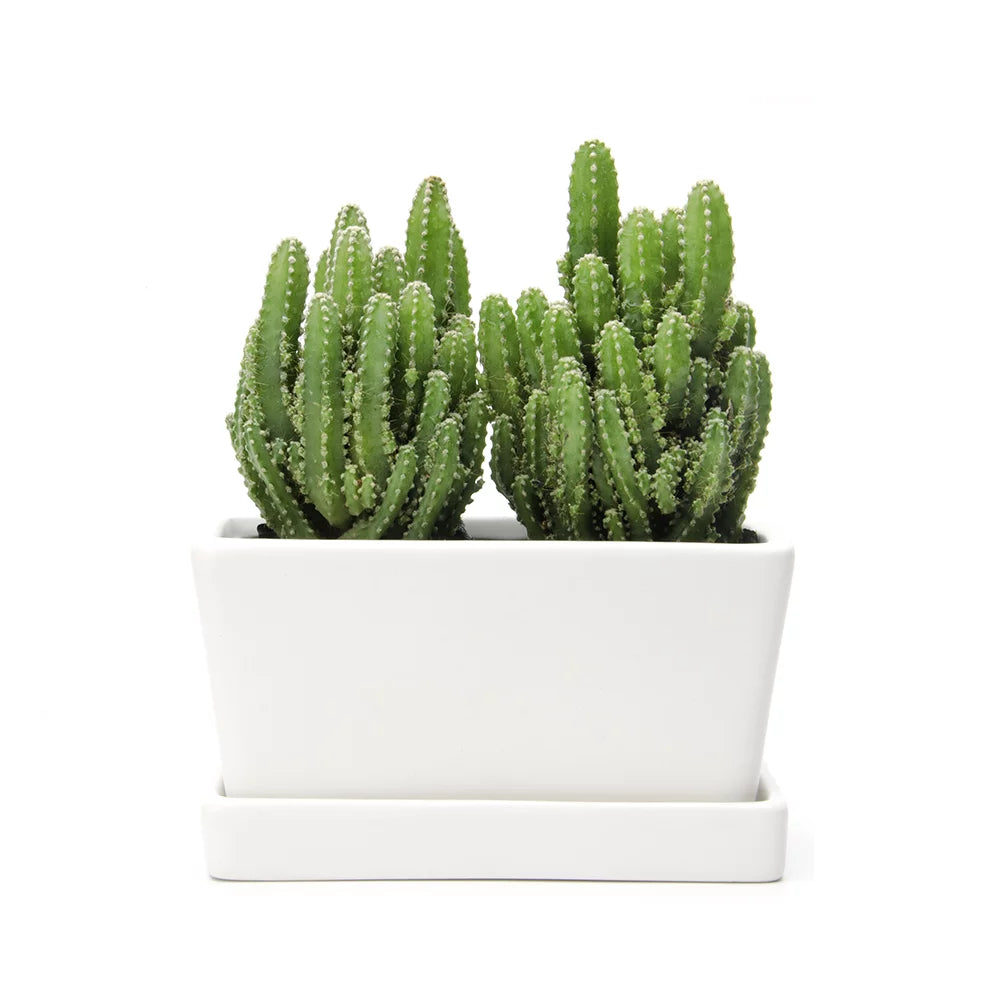 White Rectangular Ceramic Succulent Planter with Drainage Hole and Tray W471