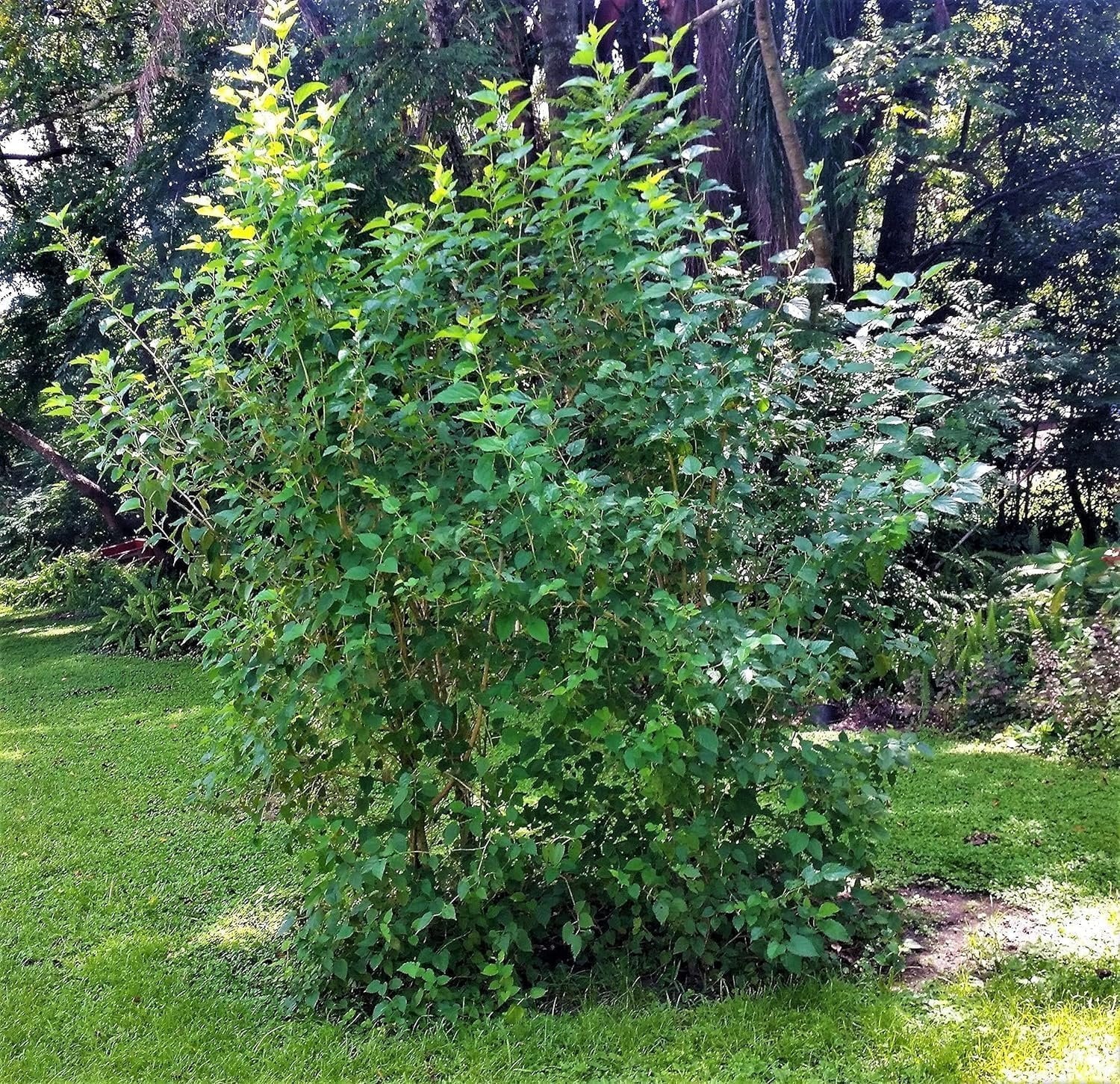 Dwarf Everbearing Mulberry Tree, 3 Live Starter Plants for Patio and Garden G678268