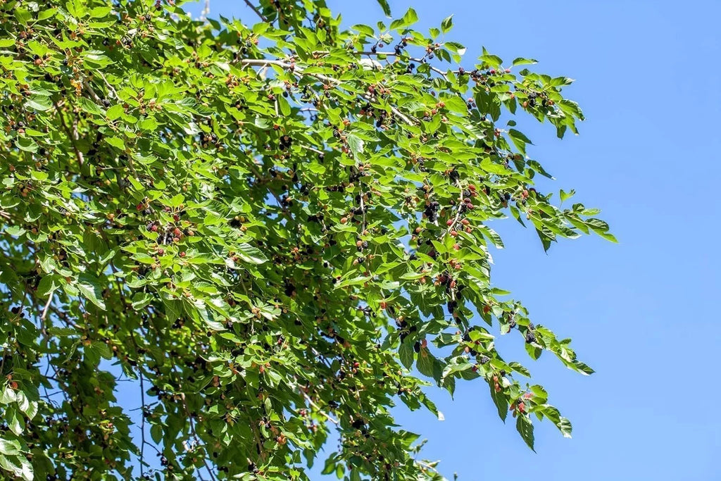 Dwarf Everbearing Mulberry Tree, 3 Live Starter Plants for Patio and Garden G678268