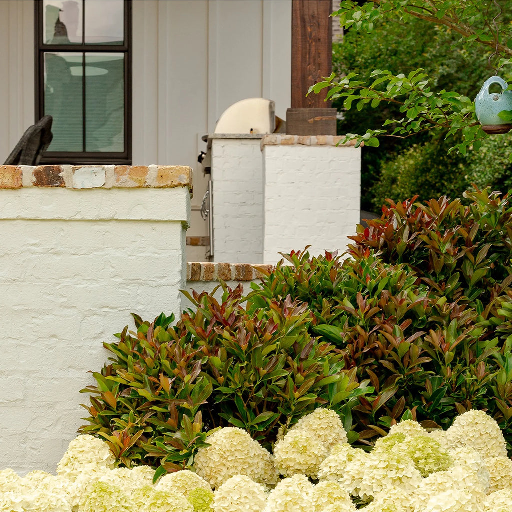 Viburnum Copper Top Live Shrub (2 Gallon) S1836