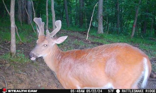 Hunting Cellular Trail Camera 36MP 1080P HD Video 360-Degree View B10817