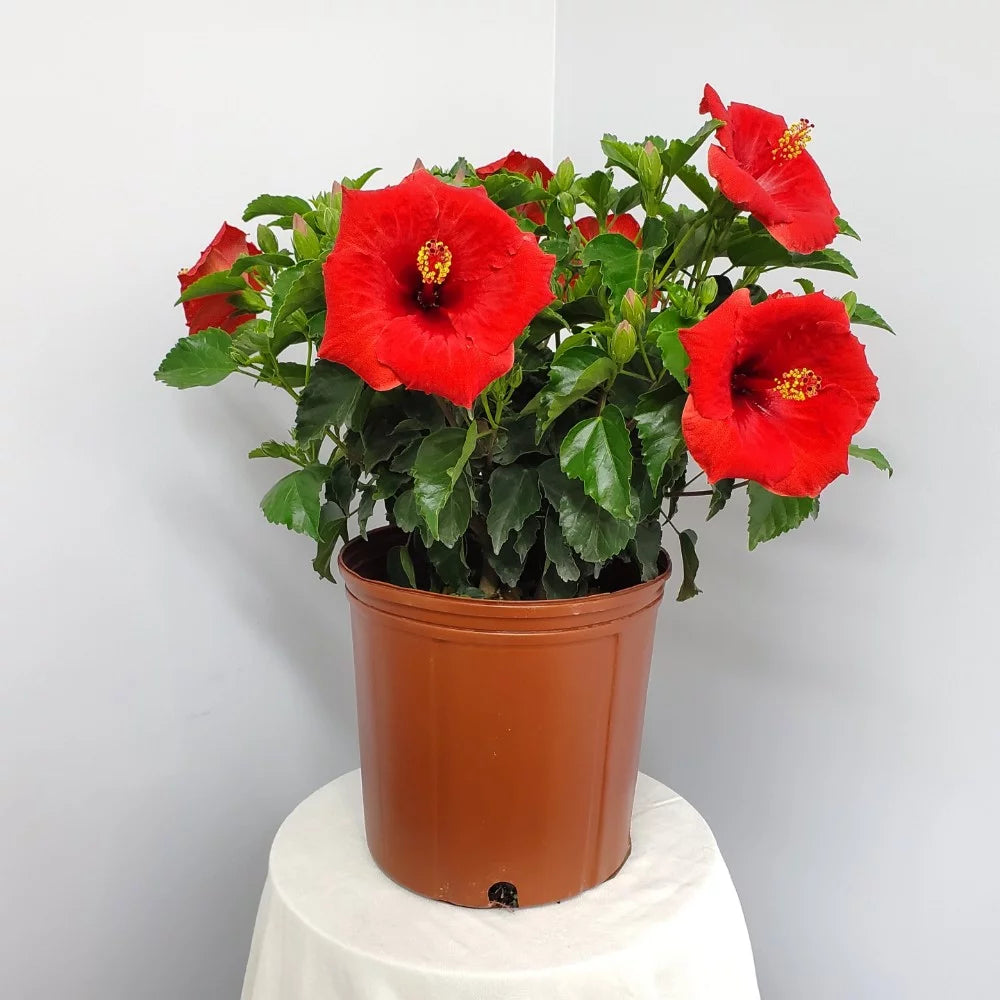 Red Hibiscus Bush Plant 22-26 Inch Outdoor Flowering Plant M546591