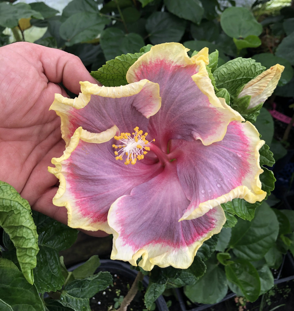 Live Plant! Taiwan Neverland Exotic Tropical Hibiscus  4" pot