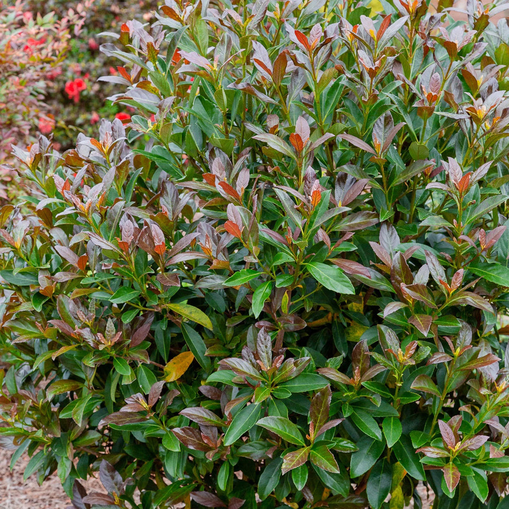Viburnum Copper Top Live Shrub (2 Gallon) S1836