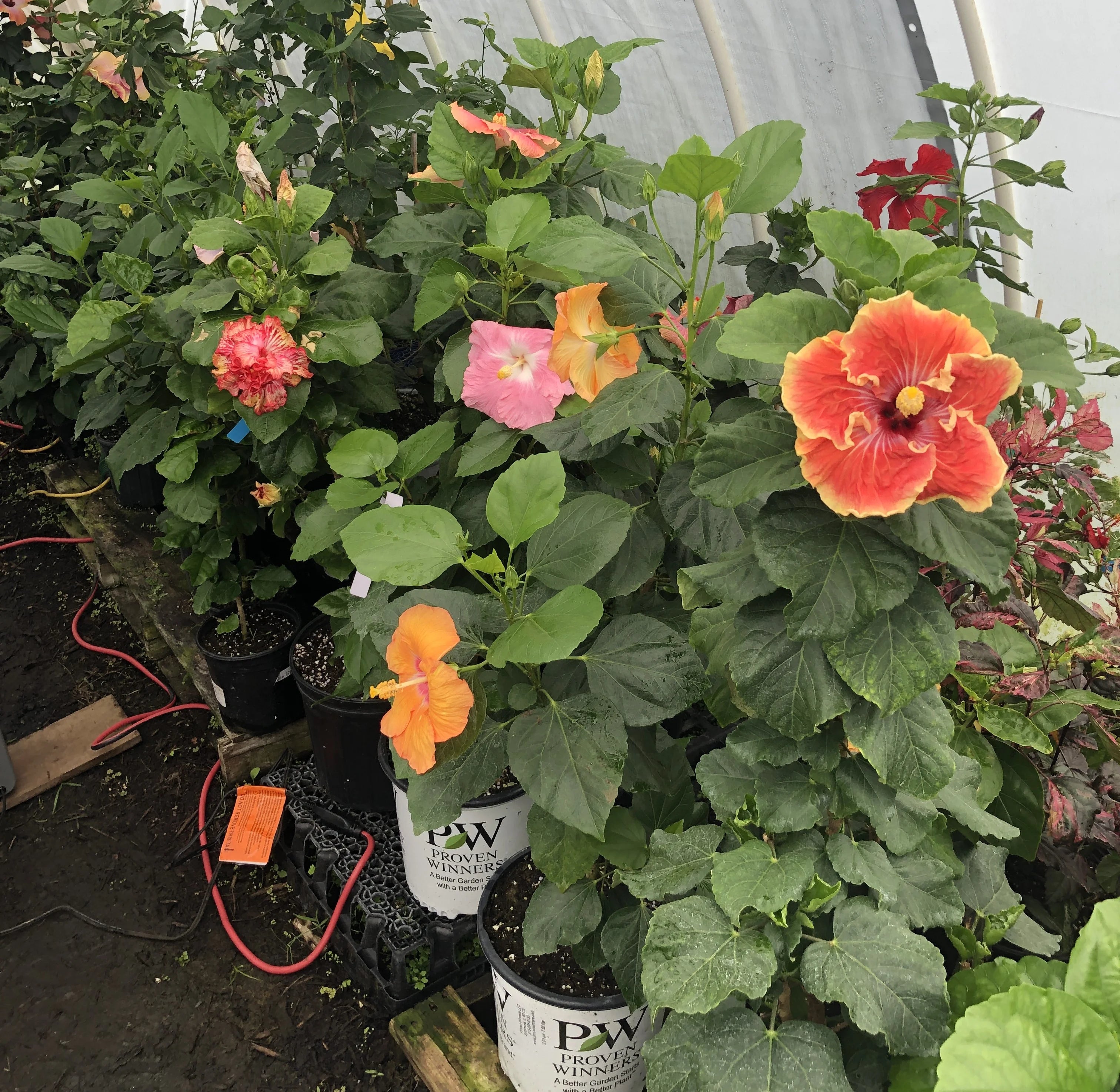 Tropical Hibiscus Live Plant 4" Pot D65732