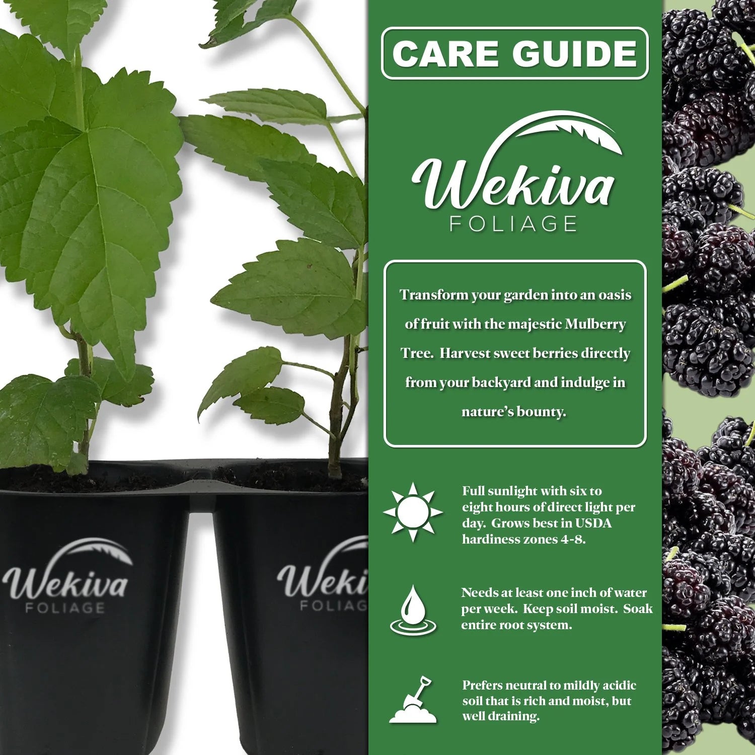 Dwarf Everbearing Mulberry Tree, 3 Live Starter Plants for Patio and Garden G678268