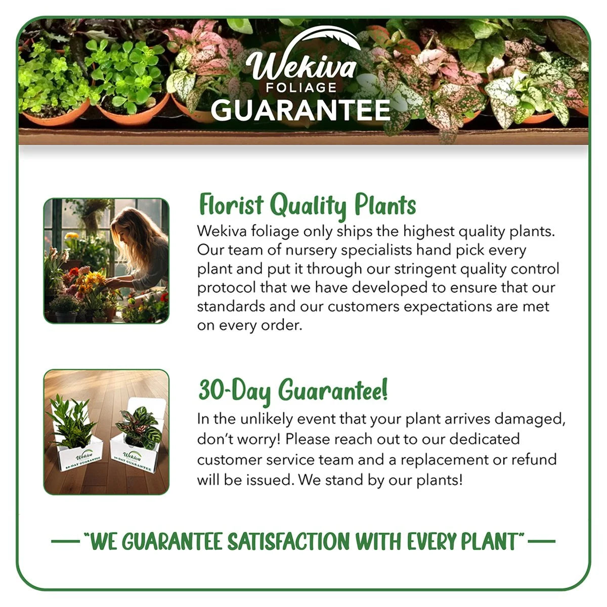 Dwarf Everbearing Mulberry Tree, 3 Live Starter Plants for Patio and Garden G678268