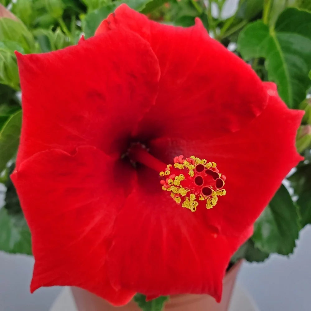 Red Hibiscus Bush Plant 22-26 Inch Outdoor Flowering Plant M546591