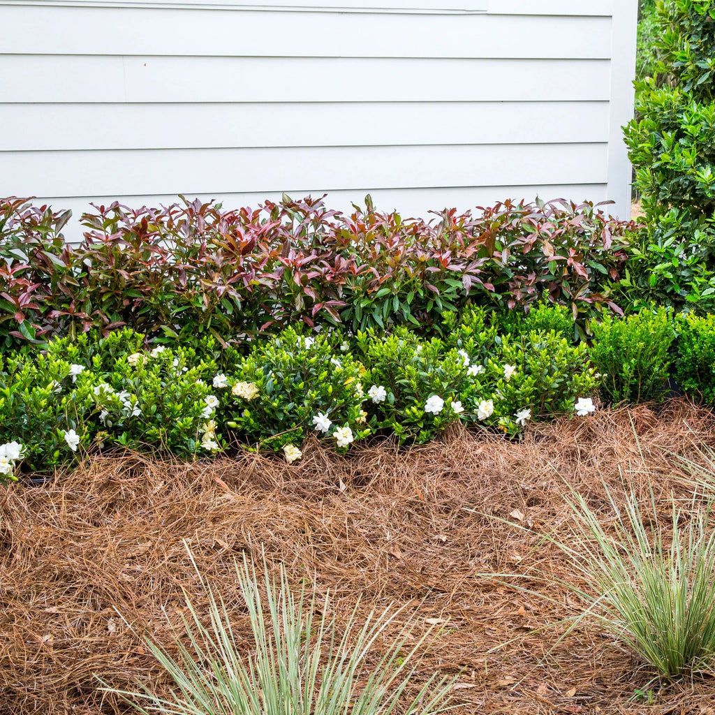 Viburnum Copper Top Live Shrub (2 Gallon) S1836