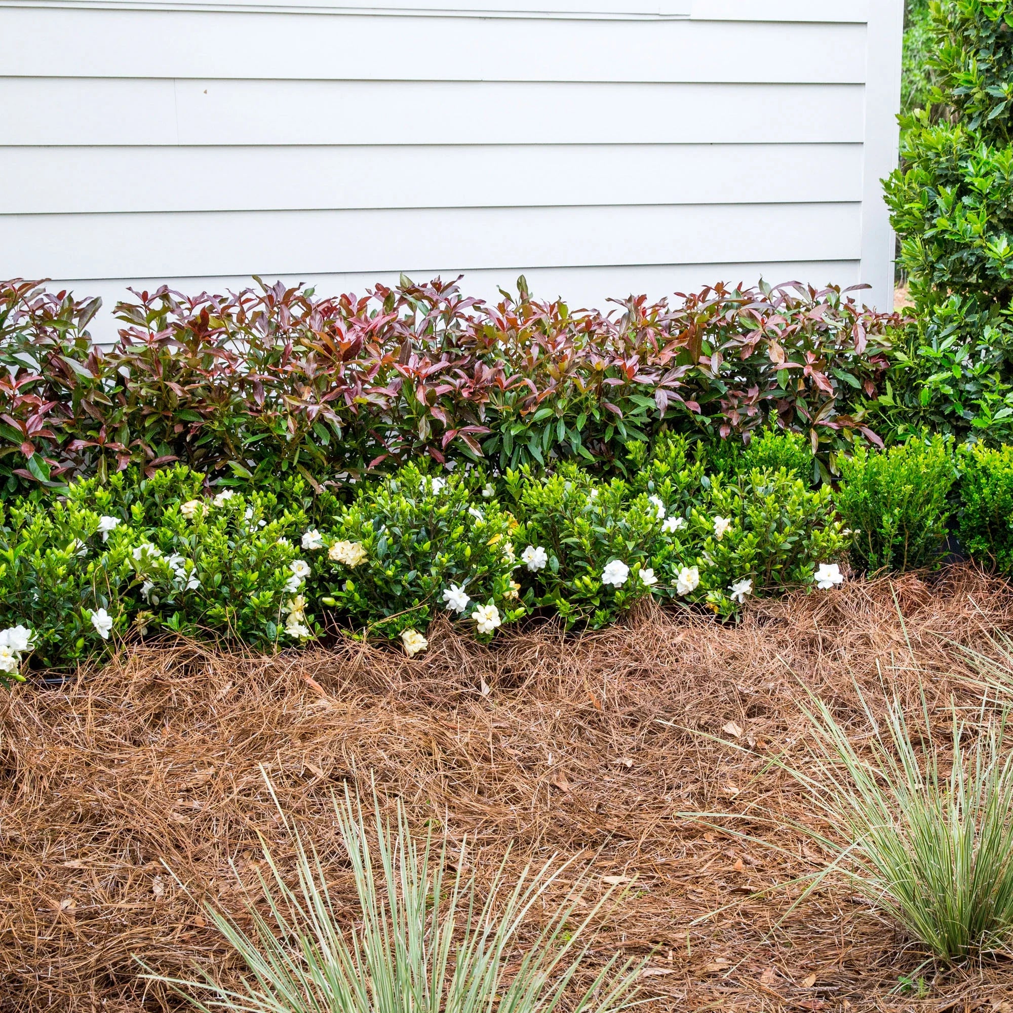 Viburnum Copper Top Live Shrub (2 Gallon) S1836