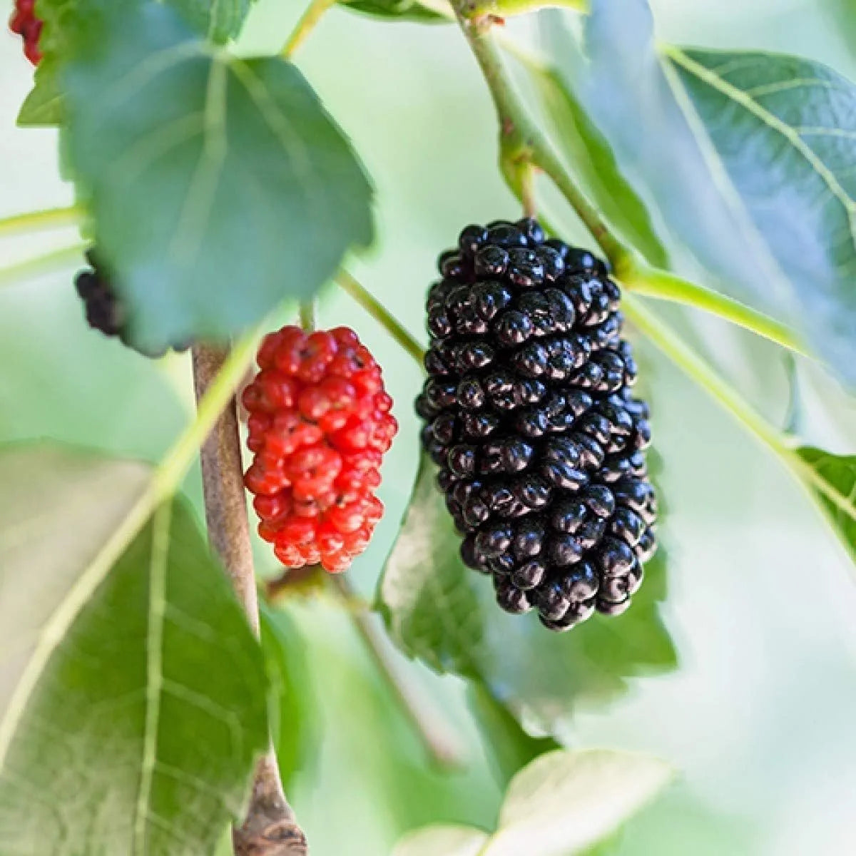 Dwarf Everbearing Mulberry Tree, 3 Live Starter Plants for Patio and Garden G678268