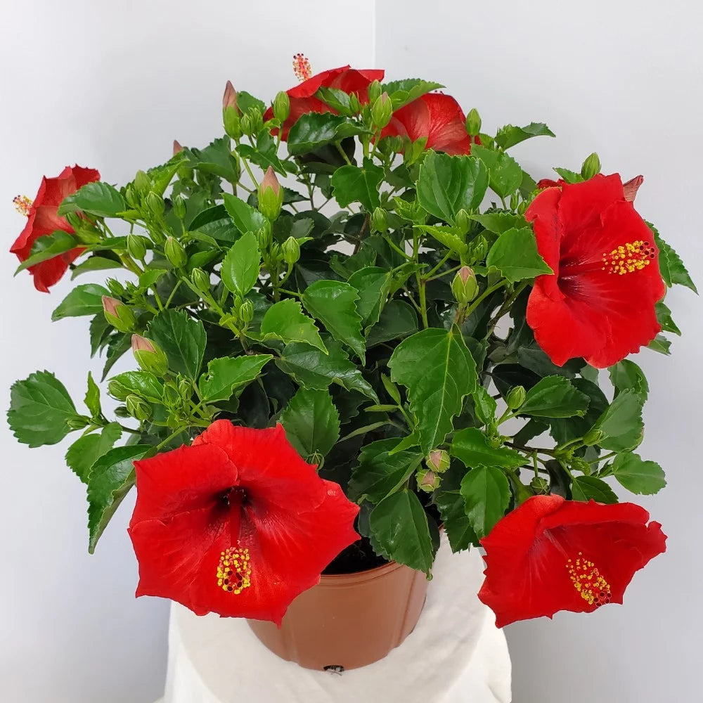 Red Hibiscus Bush Plant 22-26 Inch Outdoor Flowering Plant M546591