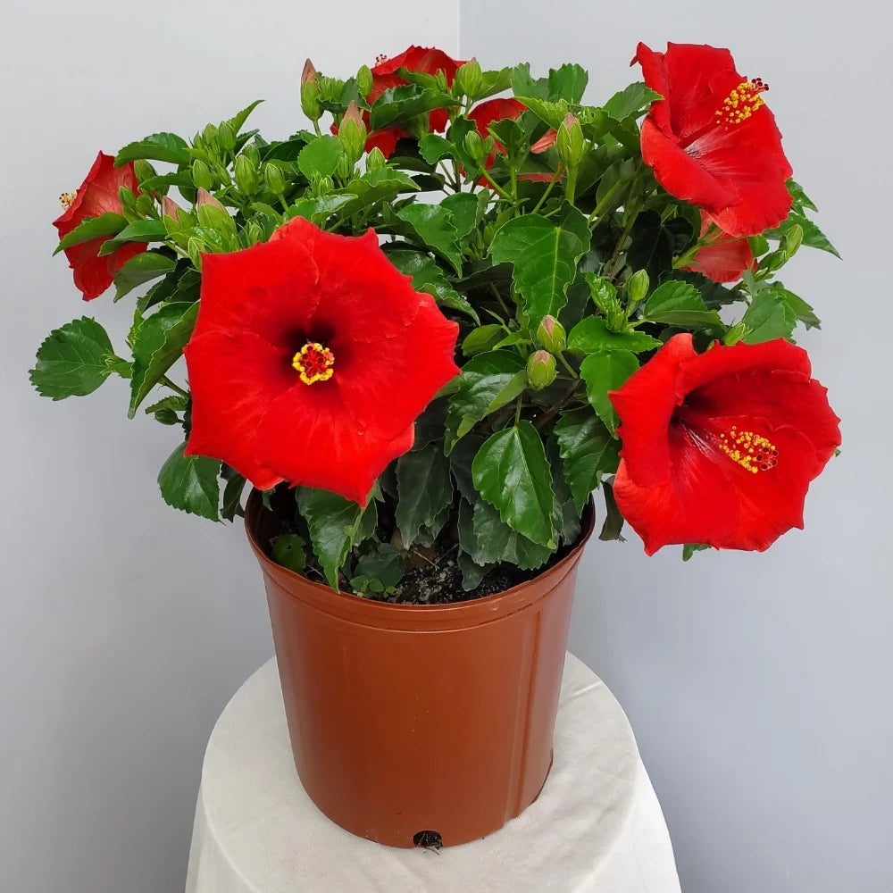 Red Hibiscus Bush Plant 22-26 Inch Outdoor Flowering Plant M546591