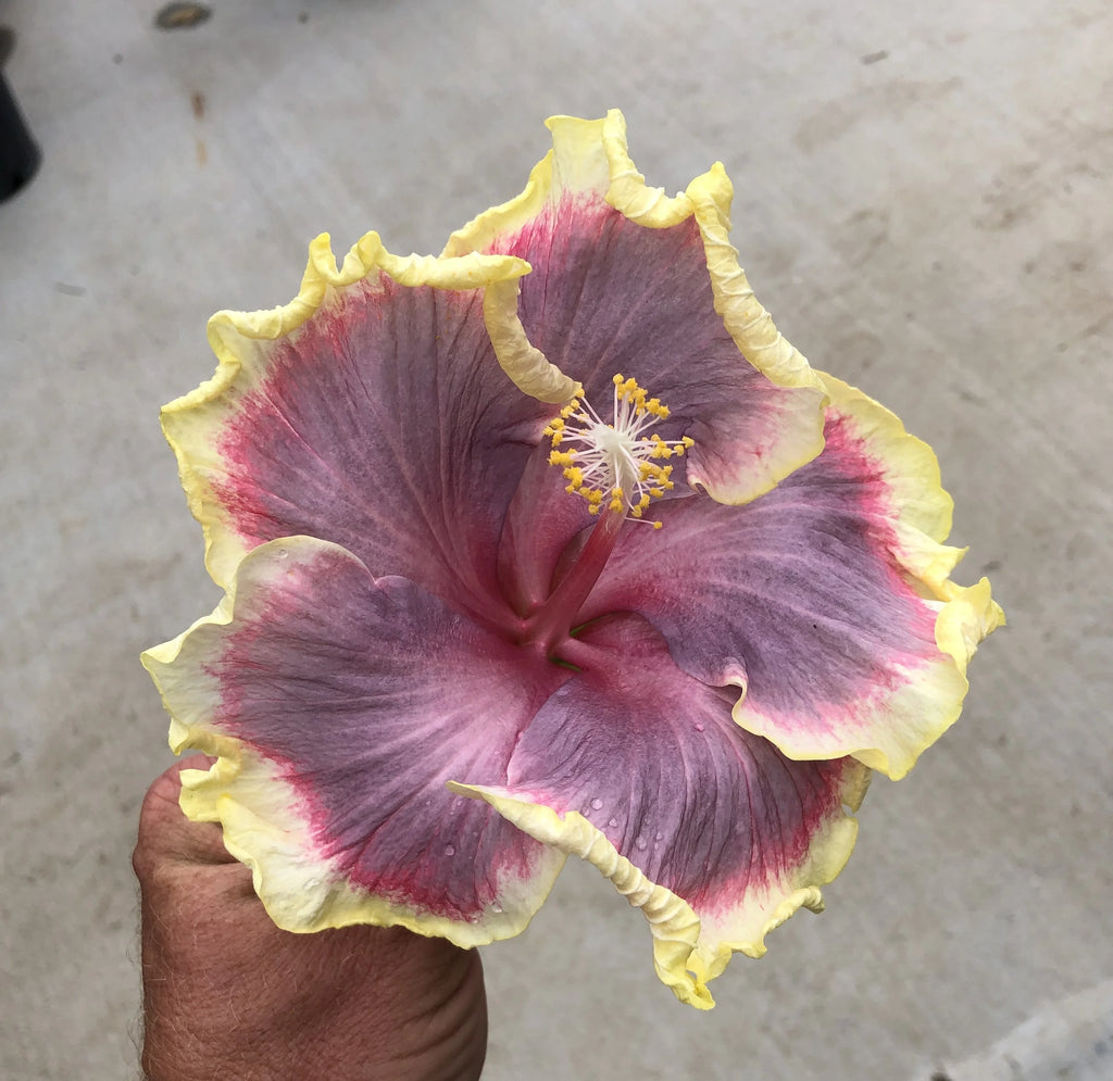 Tropical Hibiscus Live Plant 4" Pot D65732
