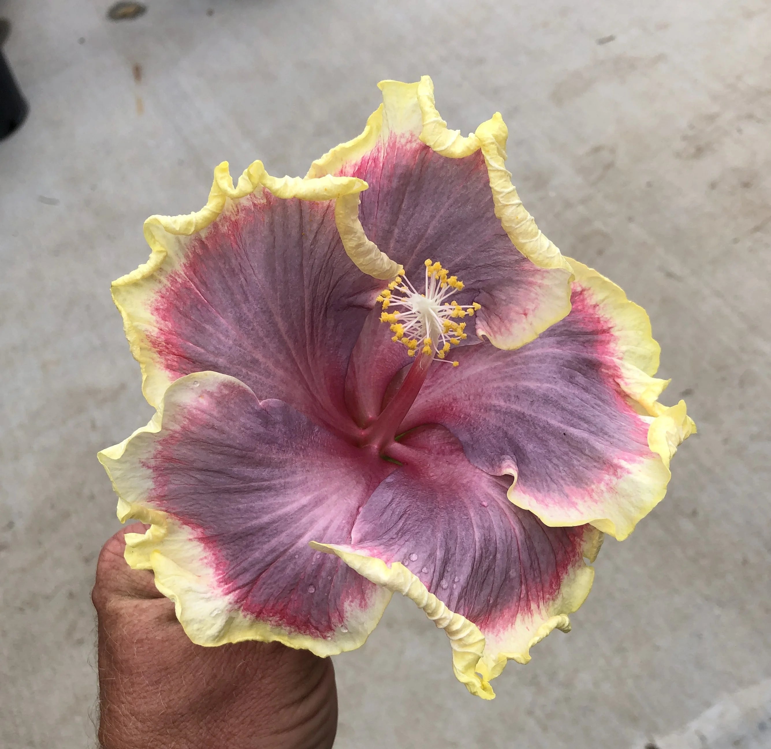 Tropical Hibiscus Live Plant 4" Pot D65732
