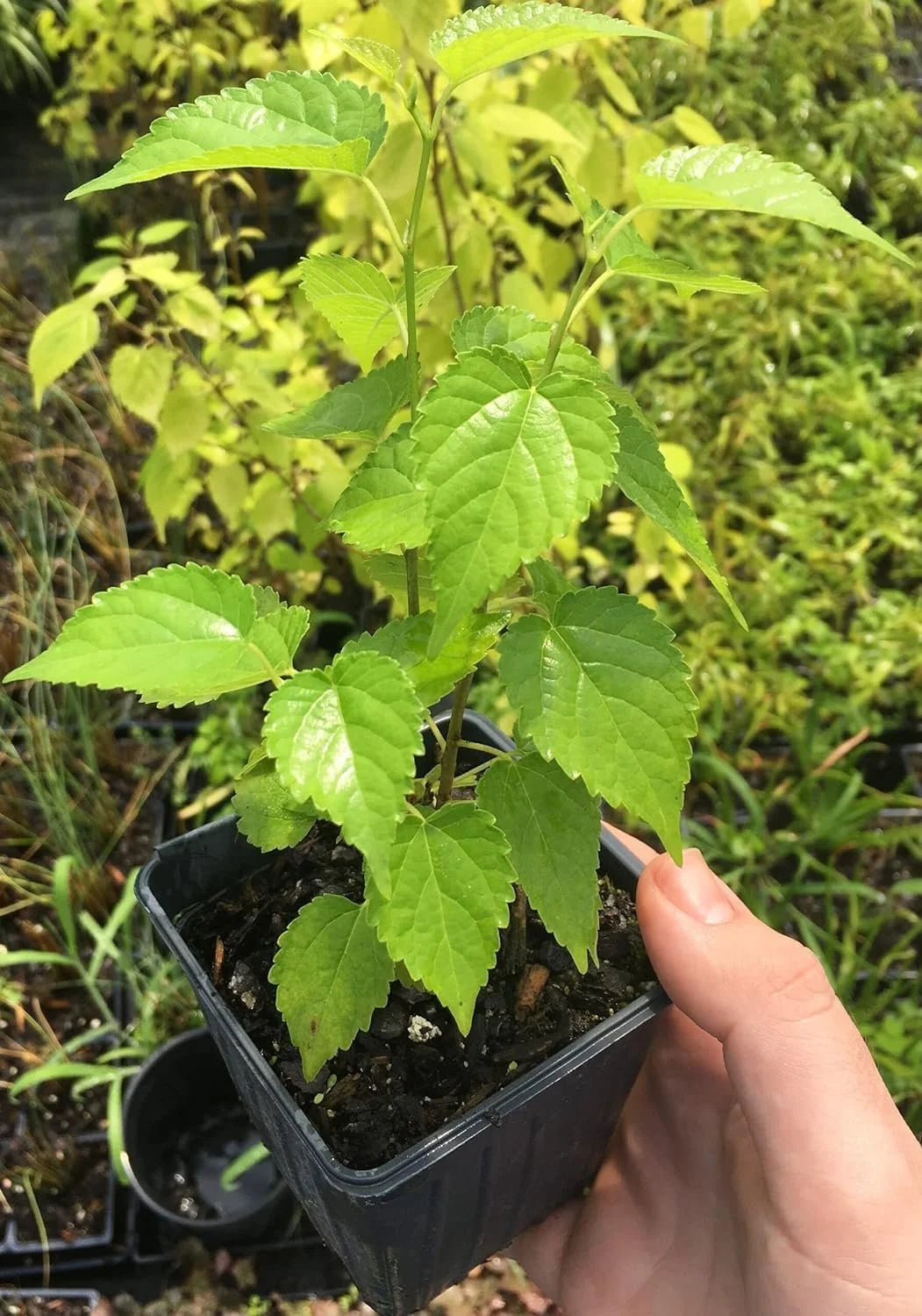 Dwarf Everbearing Mulberry Tree, 3 Live Starter Plants for Patio and Garden G678268