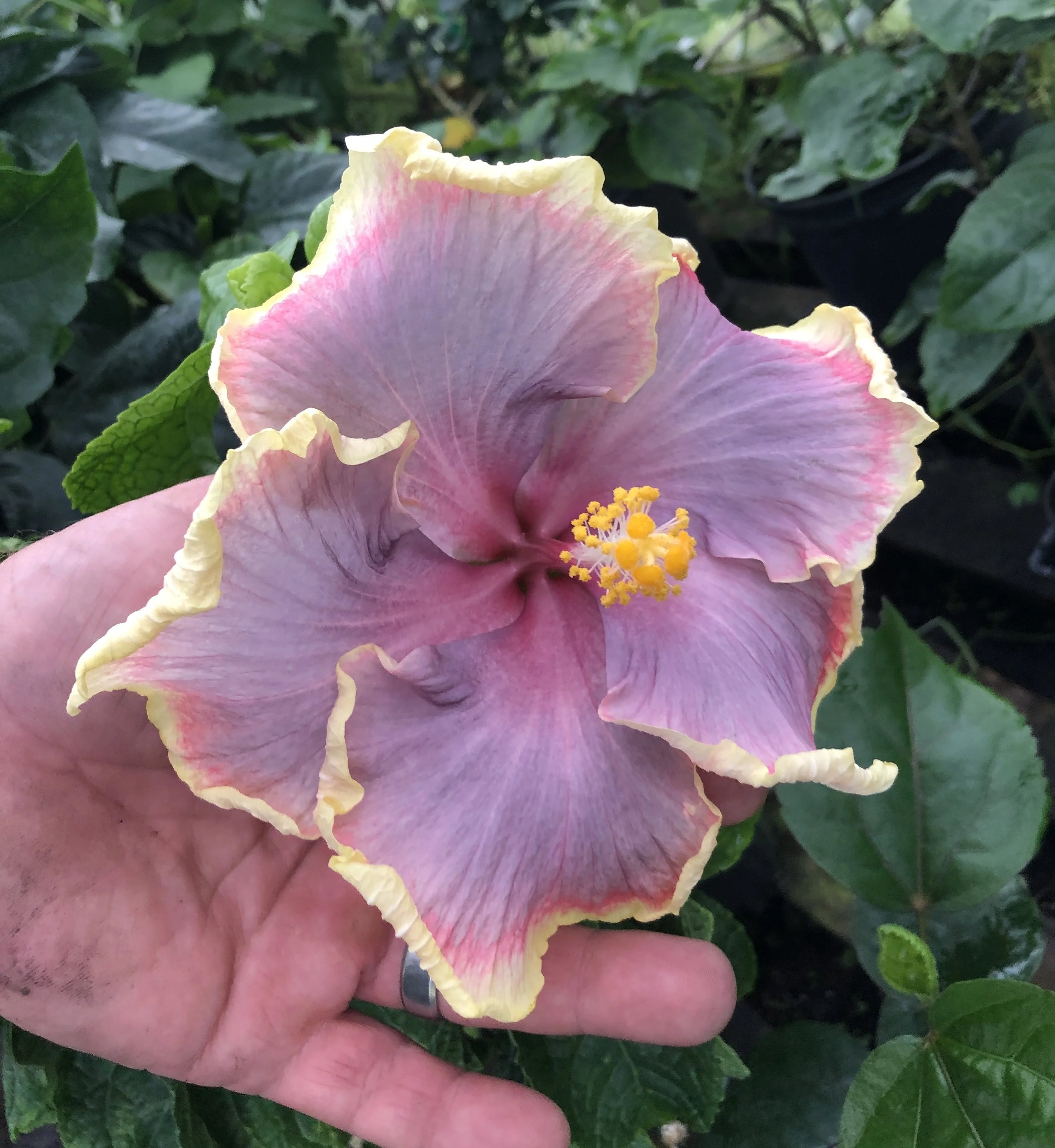 Tropical Hibiscus Live Plant 4" Pot D65732