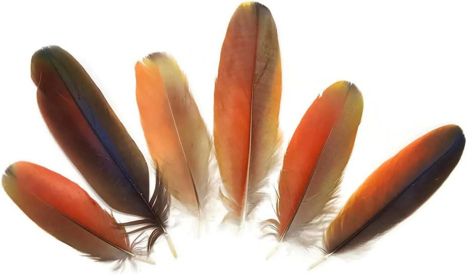 Natural Red Scarlet Macaw Feathers, 4 Pieces H826885
