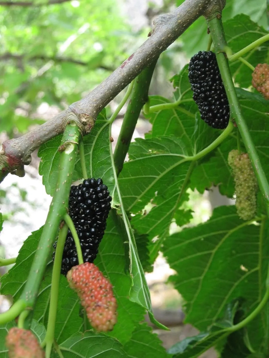 Dwarf Everbearing Mulberry Tree, 3 Live Starter Plants for Patio and Garden G678268