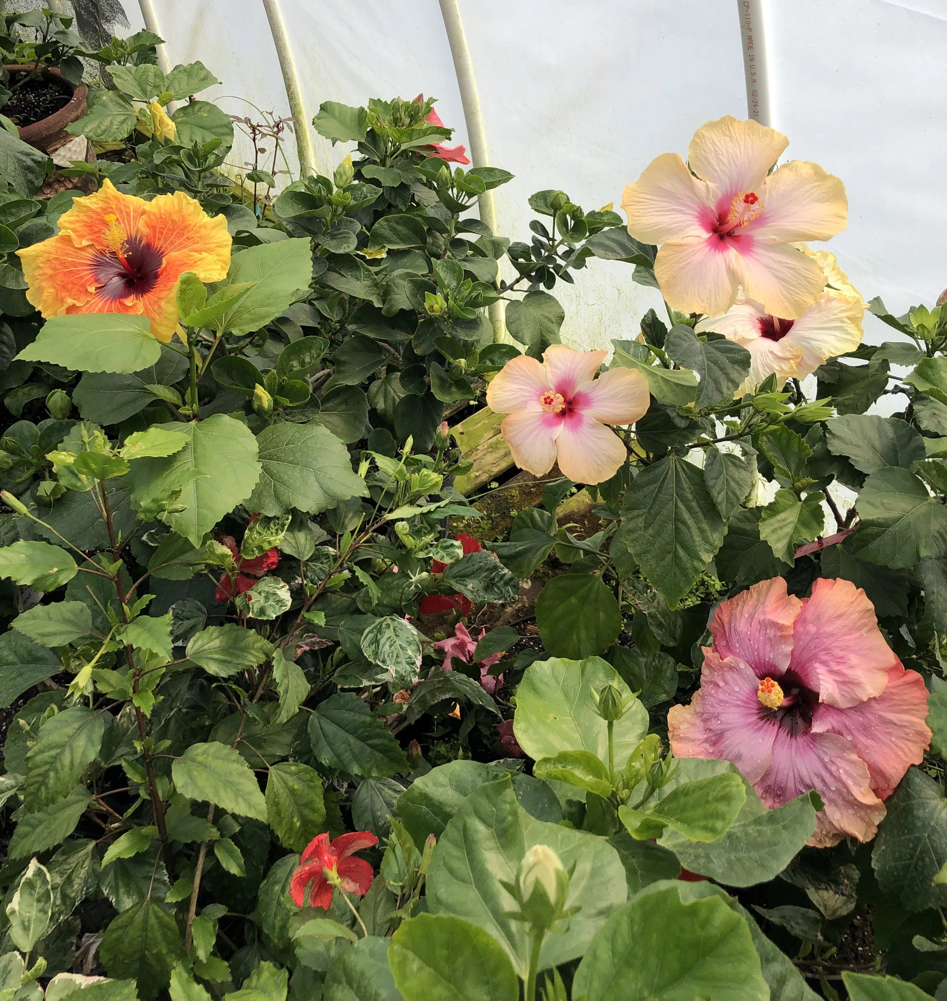 Tropical Hibiscus Live Plant in 4" Pot B55980