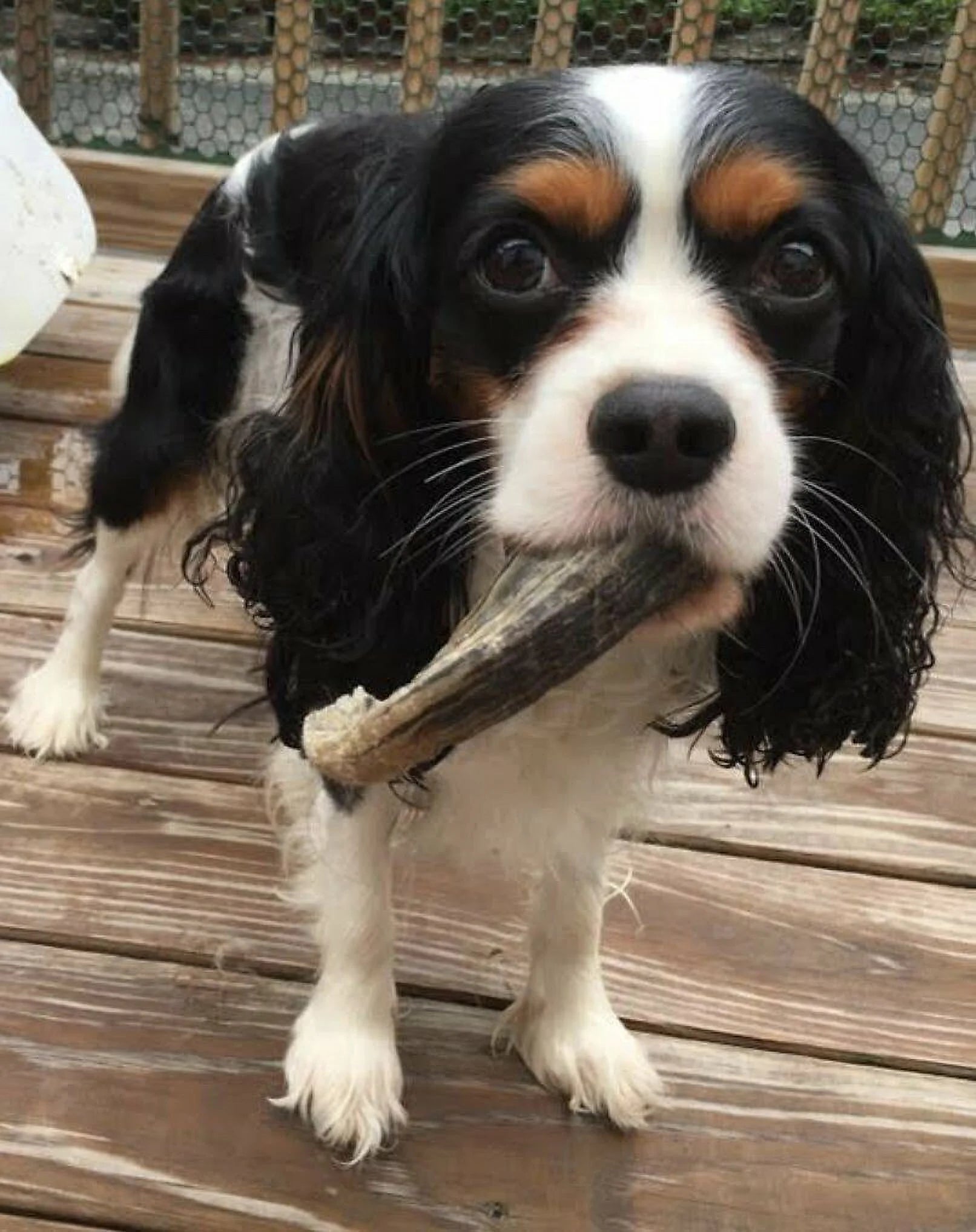 Lamb Horn Dog Chew, Assorted Sizes R683