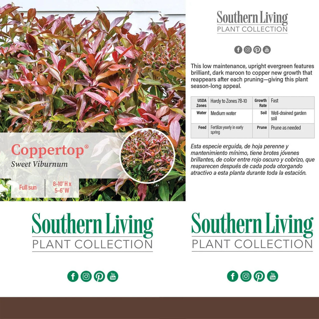 Viburnum Copper Top Live Shrub (2 Gallon) S1836