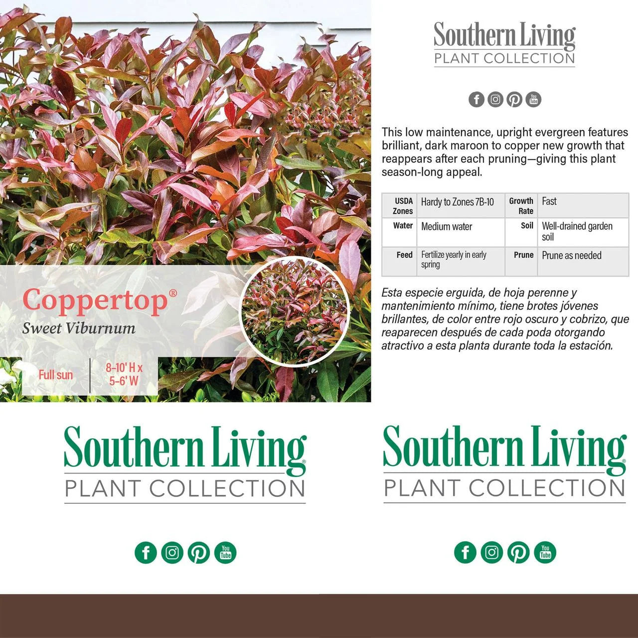 Viburnum Copper Top Live Shrub (2 Gallon) S1836