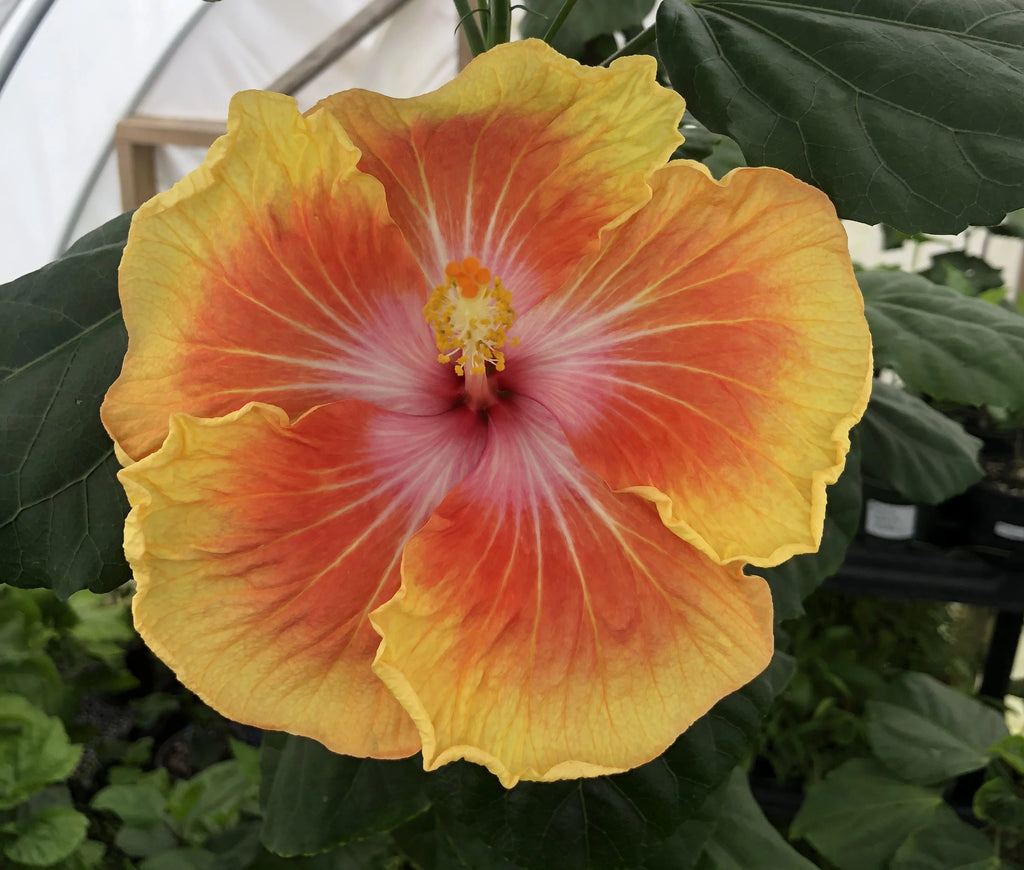 Live Plant! "Great Day" Exotic Tropical Hibiscus Live Plant in 4" pot